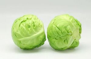 有机基地蔬菜—包菜