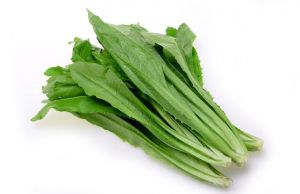 有机基地蔬菜—油麦菜