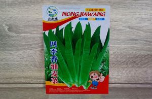 四季油麦菜