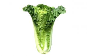 有机基地蔬菜—齐心白苗